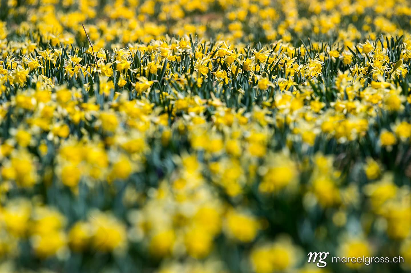 . Taken by Marcel Gross Photography