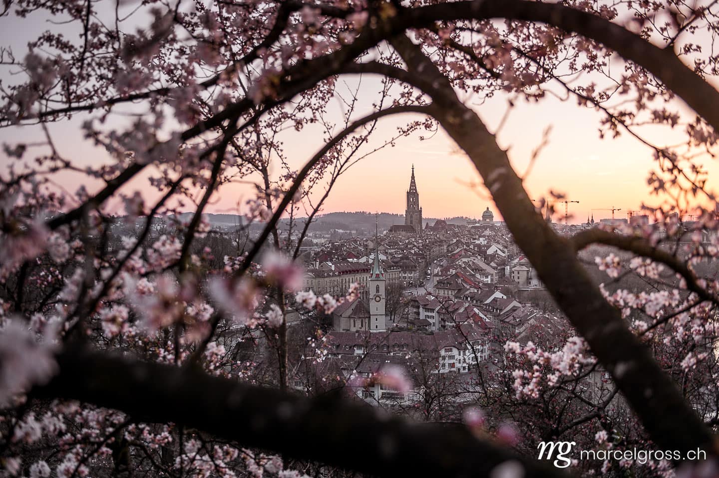 Bern Bilder. cherry blossom in front of the oldtown of Bern. Marcel Gross Photography