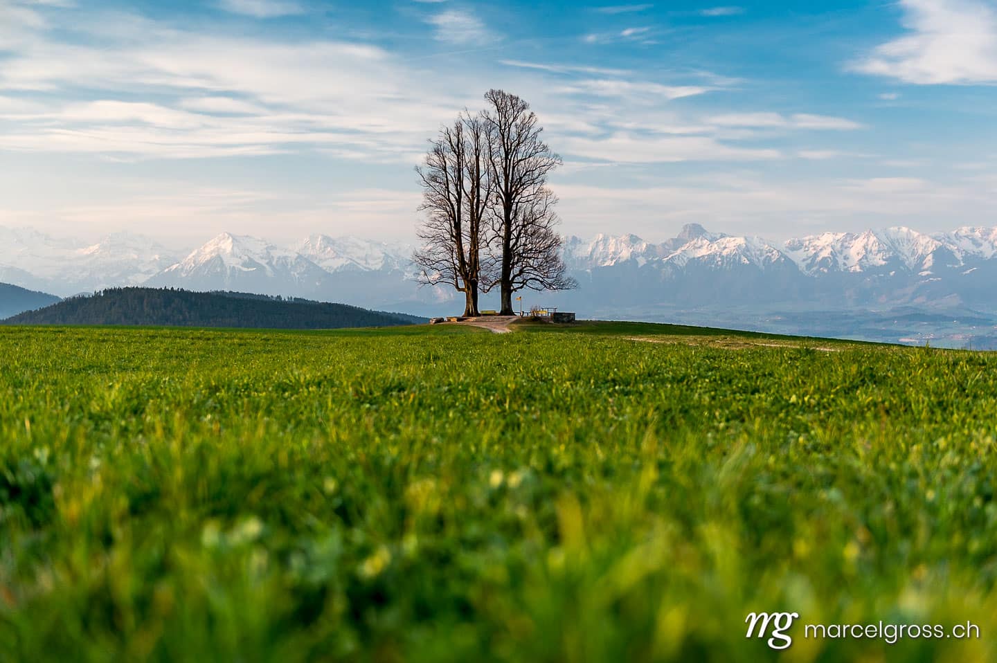 . Doppellinde auf dem Ballenbühl. Marcel Gross Photography