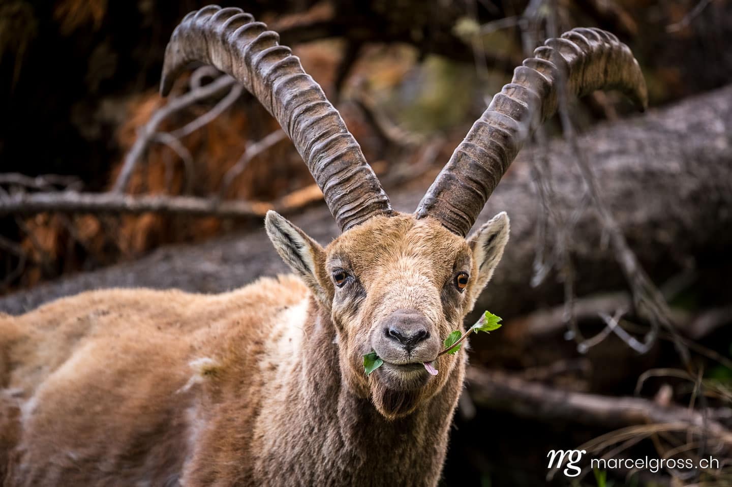 Steinbock Bilder. kauender männlicher Alpensteinbock an Hang im Engadin. Marcel Gross Photography