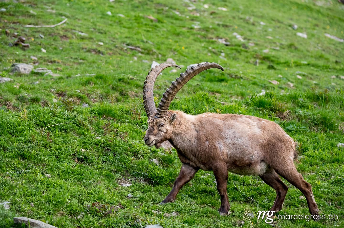 Steinbock Bilder. männlicher Alpensteinbock auf Wiese im Engadin. Marcel Gross Photography