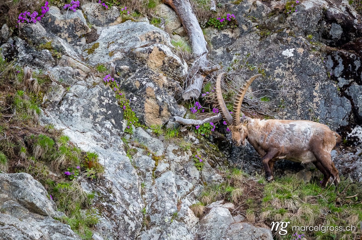 Steinbock Bilder. männlicher Steinbock in Felswand bei Pontresina. Marcel Gross Photography