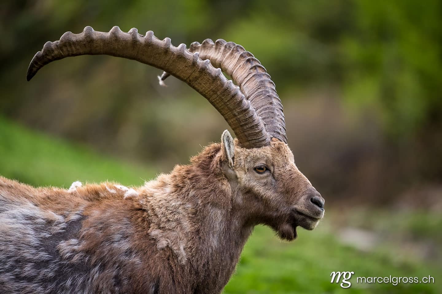 . Taken by Marcel Gross Photography