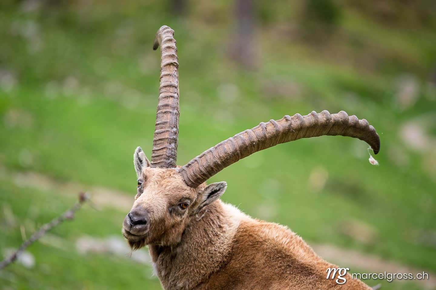 Steinbock Bilder. portrait of an impressive male ibex in Engadine. Marcel Gross Photography