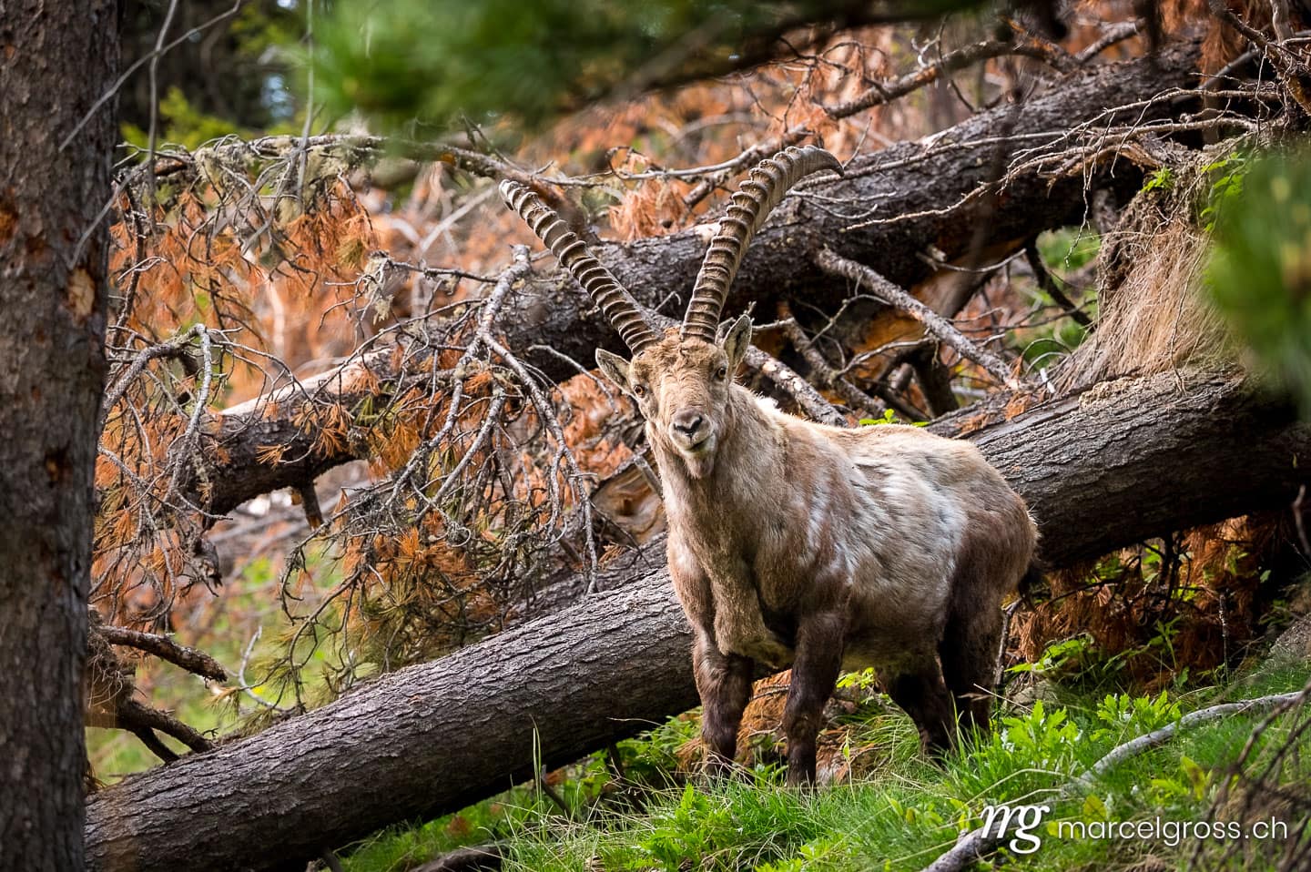 Steinbock Bilder. stattlicher männlicher Alpensteinbock im Engadin. Marcel Gross Photography