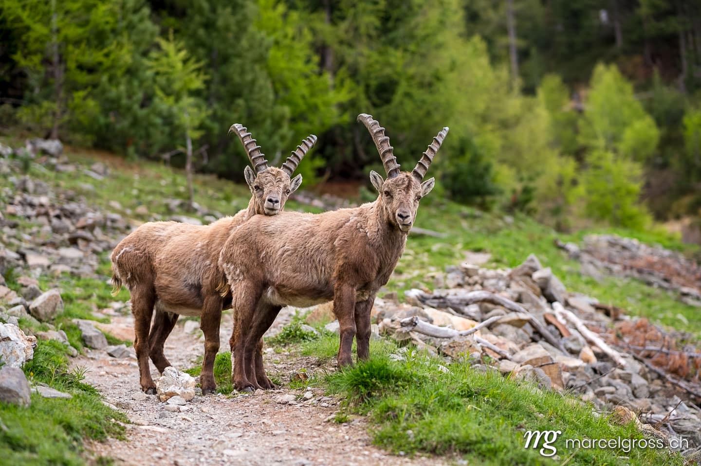 Steinbock Bilder. two cute subadult ibexes on the hiking trail looking towards the camera. Marcel Gross Photography