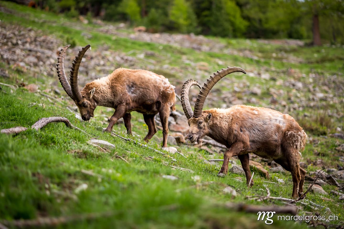 Steinbock Bilder. weidende männliche Alpensteinböcke im Engadin. Marcel Gross Photography