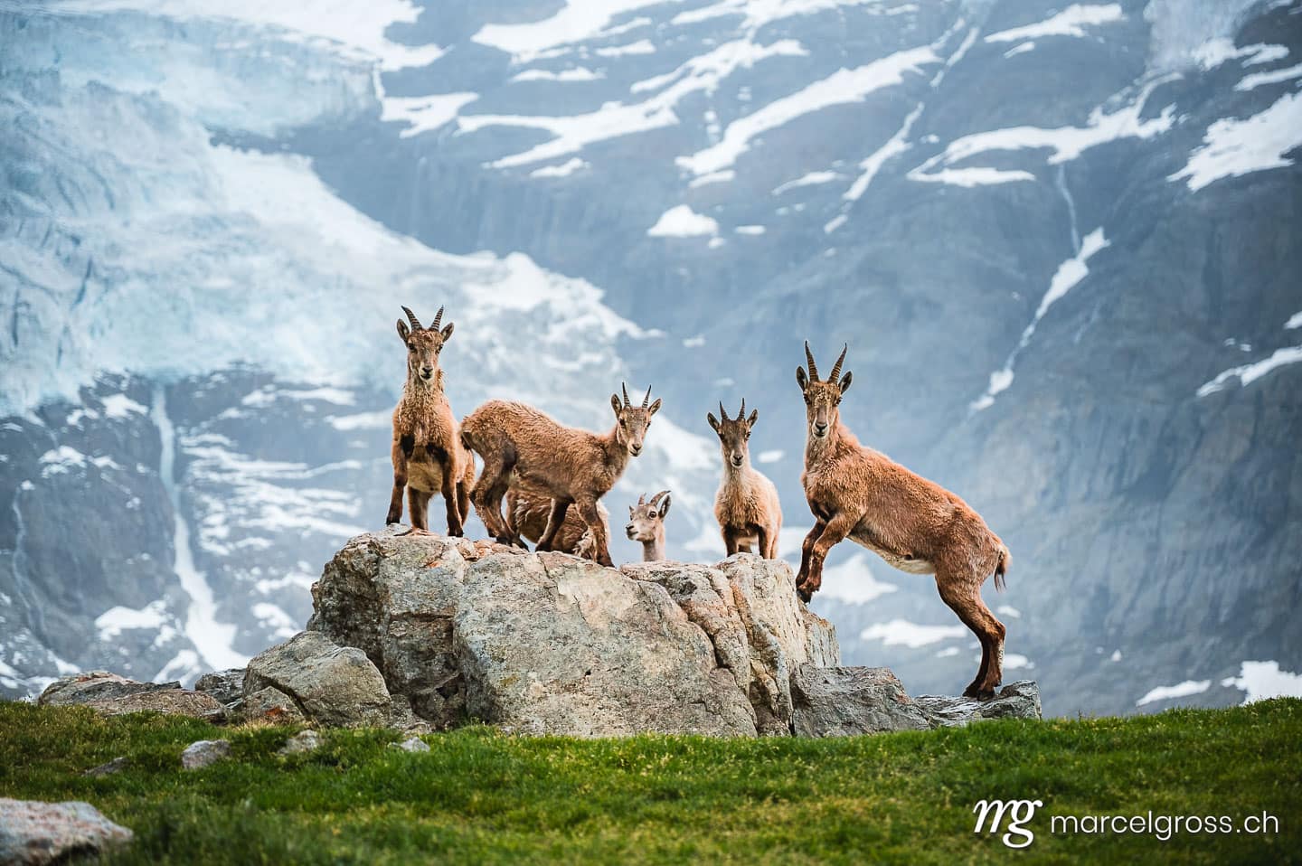 group of alpine ibex in front of a glacier, Grindelwald. Taken by Marcel Gross Photography