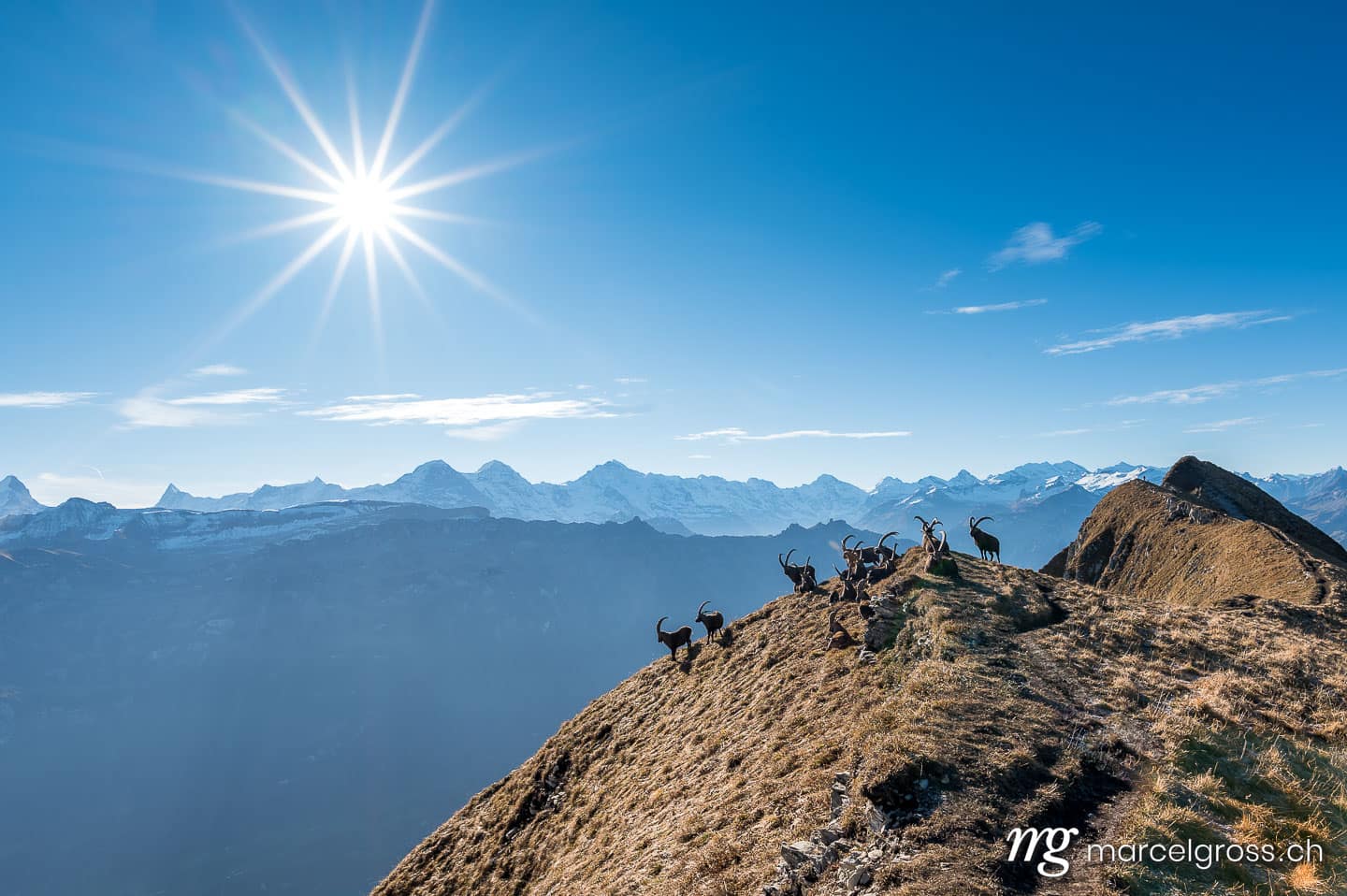 . group of ibex lying on top of a ridge in the Bernese Alps with sun star and Eiger Mönch and Jungfrau. Marcel Gross Photography