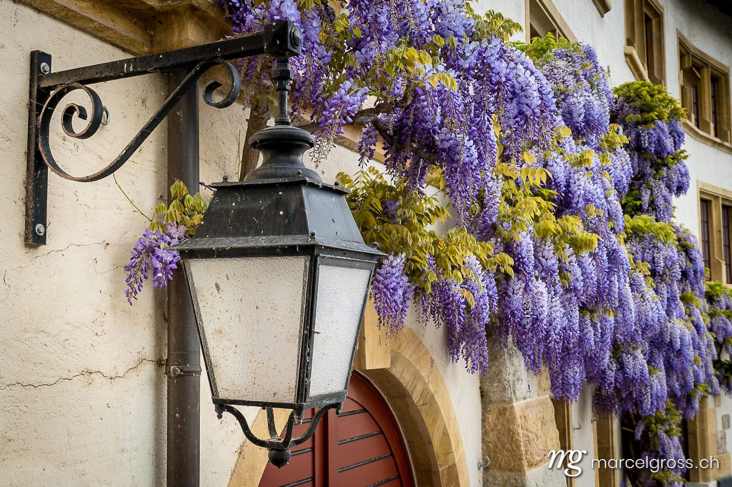 . Laterne vor lila Blumen in Erlach. Marcel Gross Photography