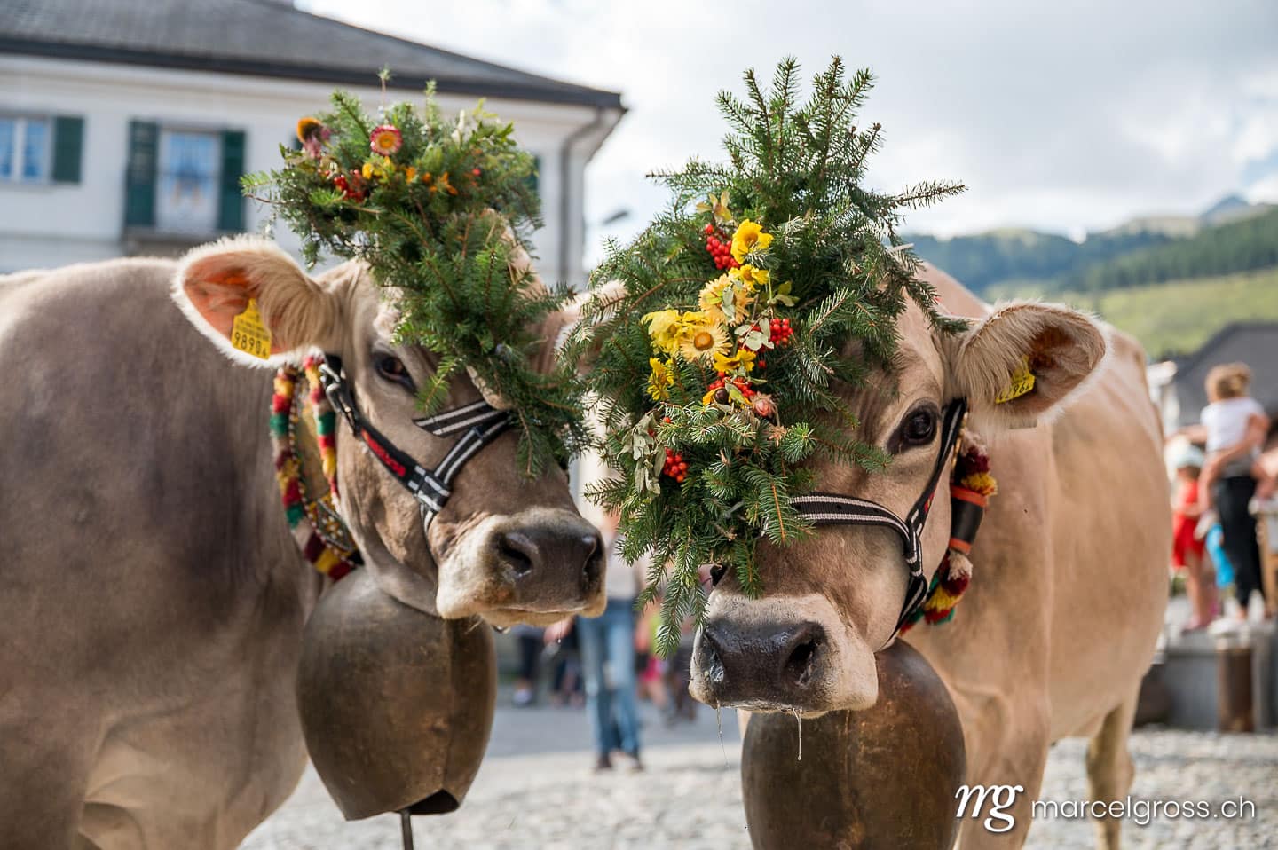. Portrait von zwei geschmückten braunen Kühen an Alpabzug in Sent, Engadin. Marcel Gross Photography