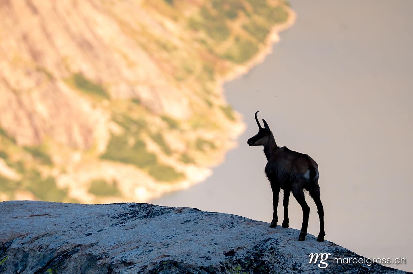 . silhouette of a chamois on a rock in the Bernese Alps. Marcel Gross Photography