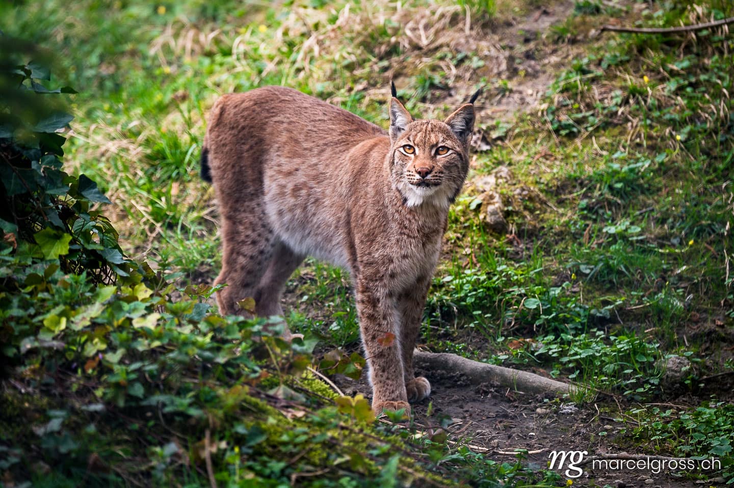 . . Marcel Gross Photography