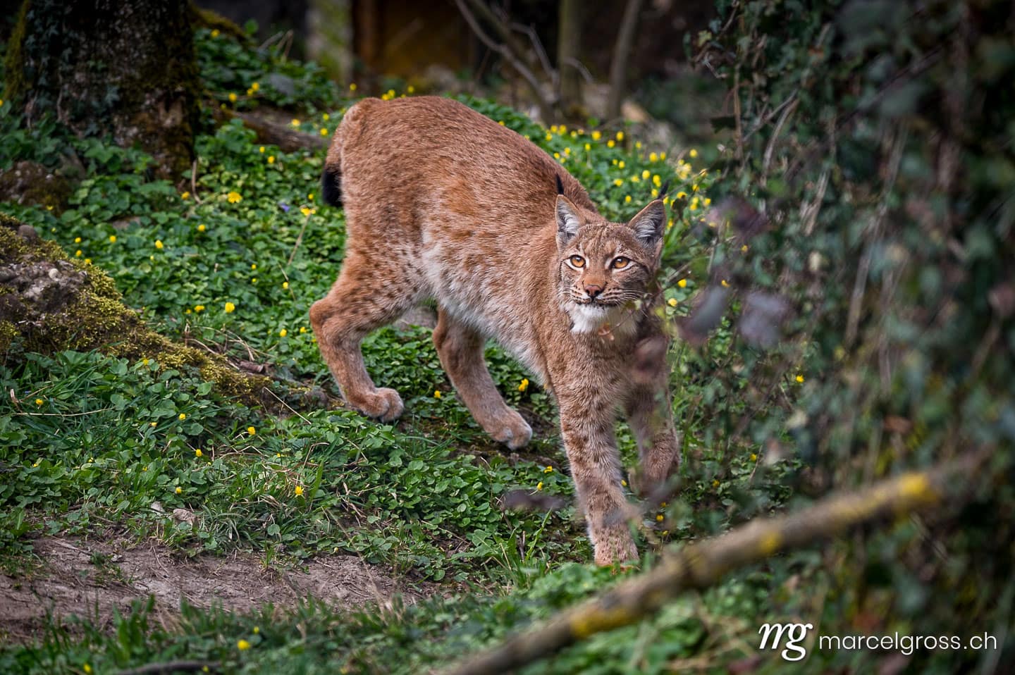 . beautiful young lynx in Tierpark Goldau. Marcel Gross Photography