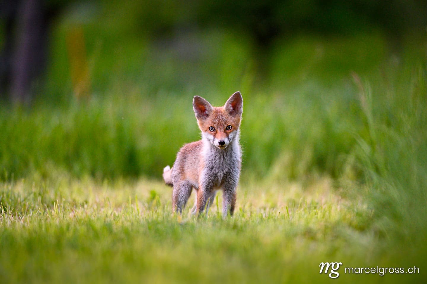 . curious young fox in short green grass in Emmental. Marcel Gross Photography