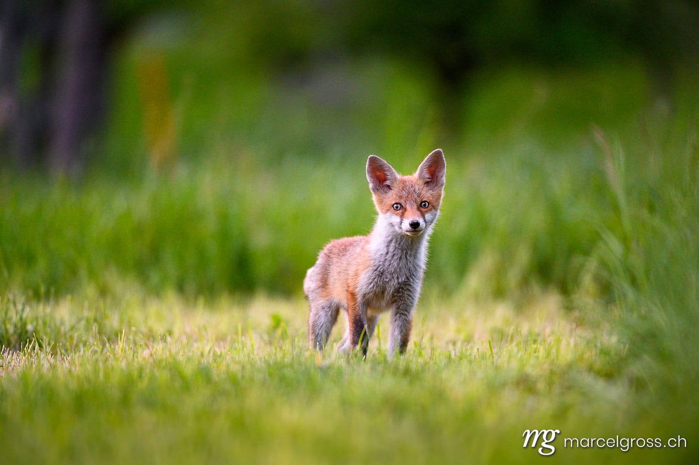 . curious young fox in short green grass in Emmental. Marcel Gross Photography