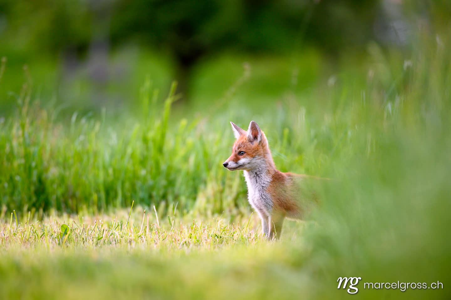 . curious young fox in short green grass in Emmental. Marcel Gross Photography