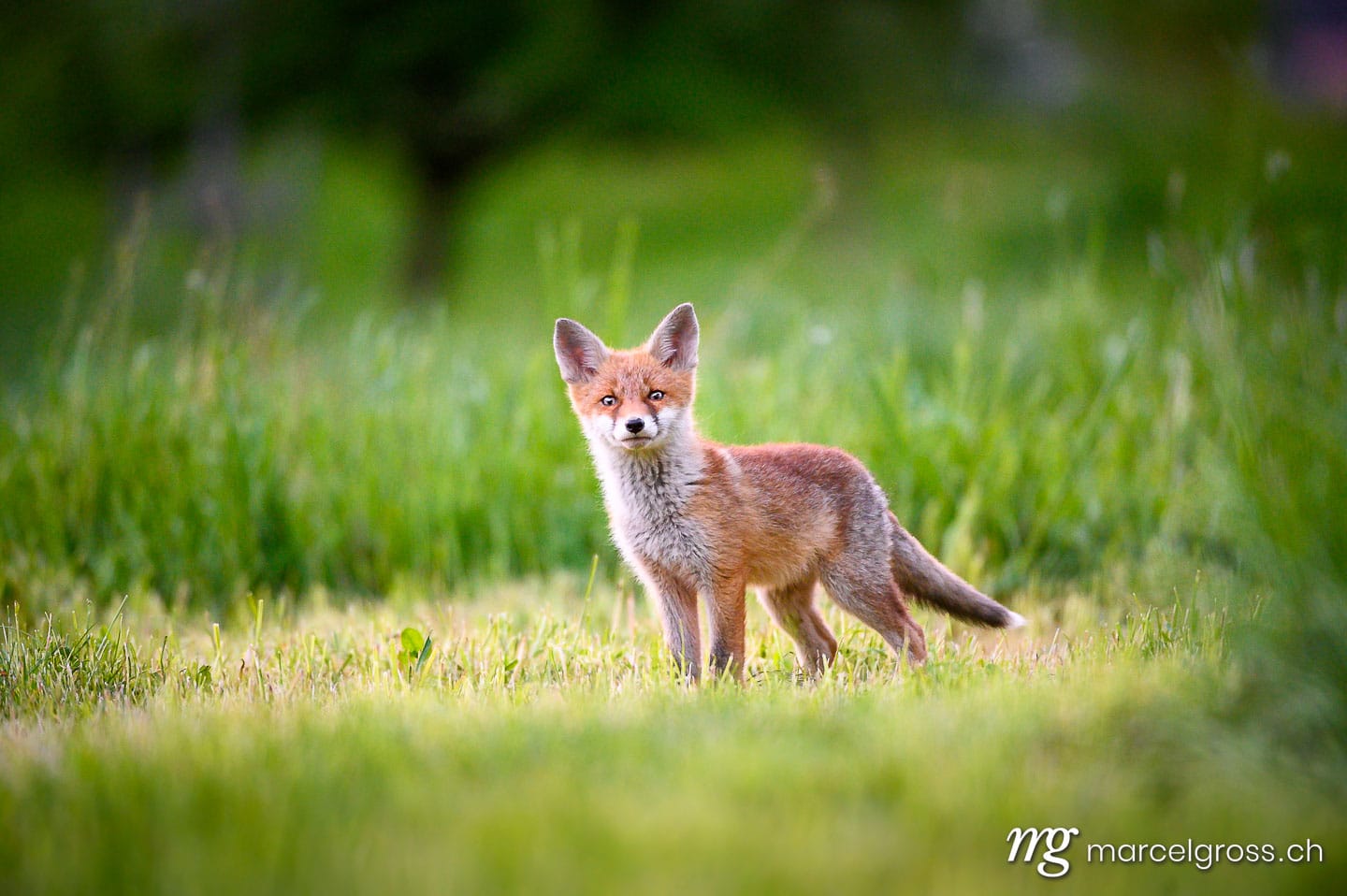 . curious young fox in short green grass in Emmental. Marcel Gross Photography
