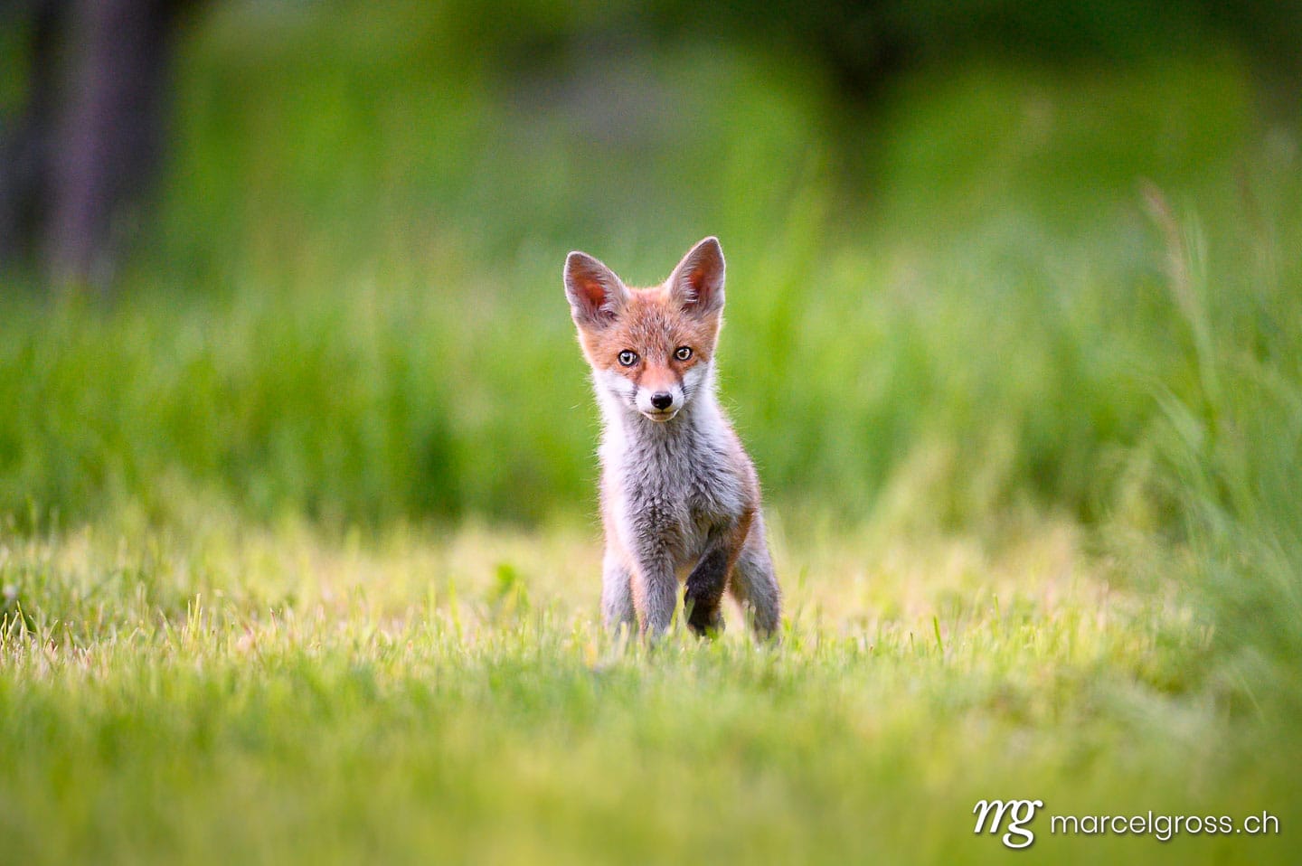 . curious young fox in short green grass in Emmental. Marcel Gross Photography