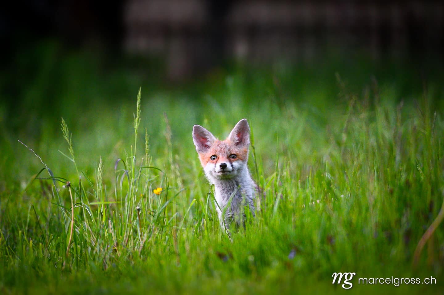 . curious young fox in short green grass in Emmental. Marcel Gross Photography