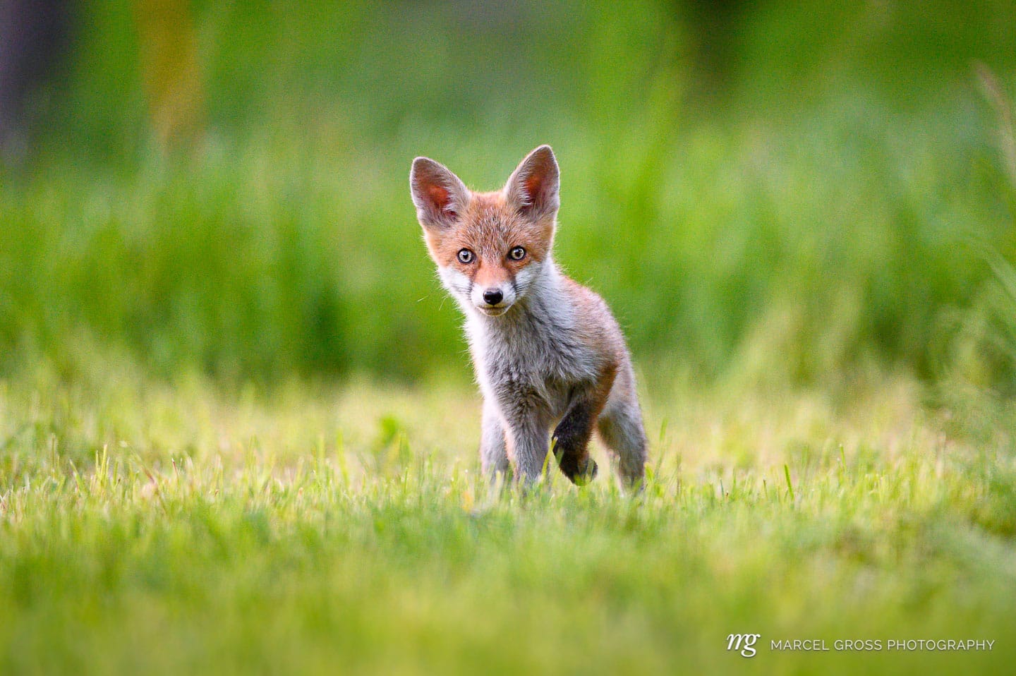 curious young fox in short green grass in Emmental. Taken by Marcel Gross Photography