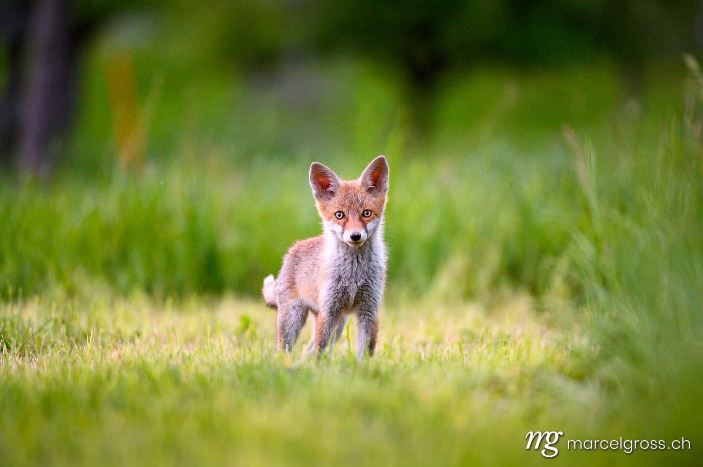 . curious young fox in short green grass in Emmental. Marcel Gross Photography