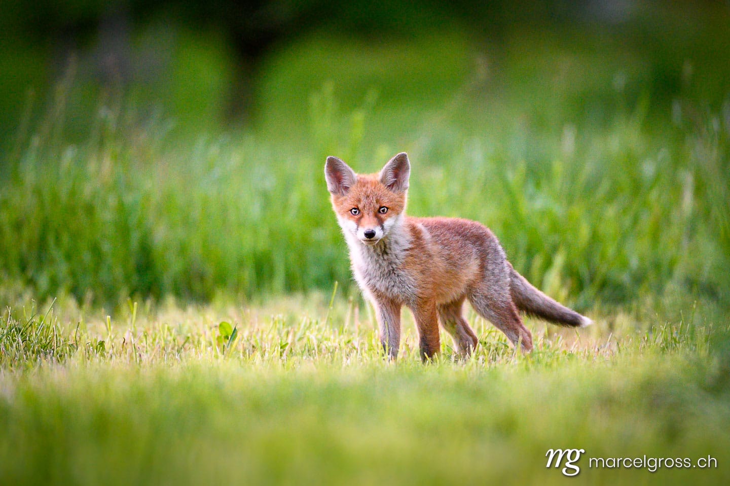 . curious young fox in short green grass in Emmental. Marcel Gross Photography