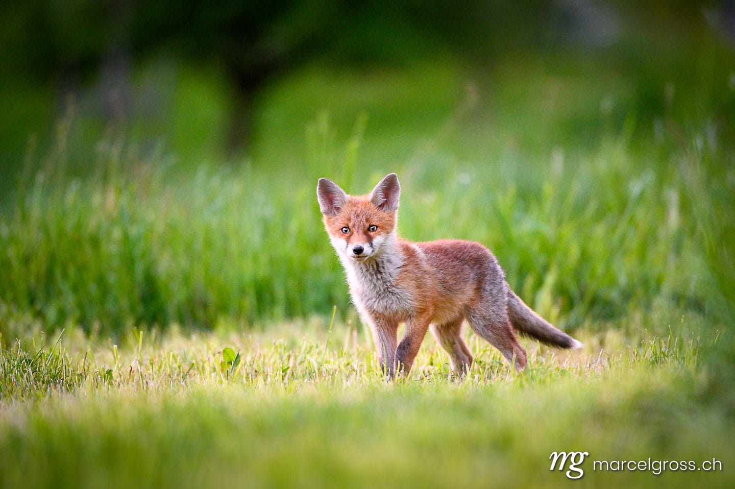 . curious young fox in short green grass in Emmental. Marcel Gross Photography