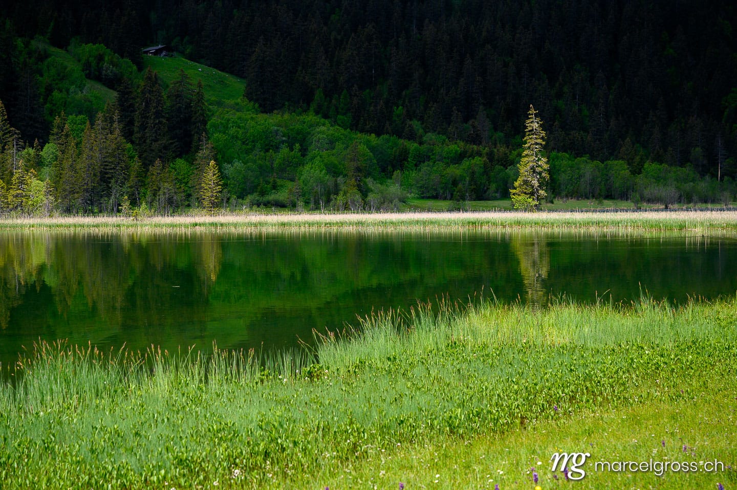 . reflection of trees and forest in Lauenensee, Bernese Oberland. Marcel Gross Photography