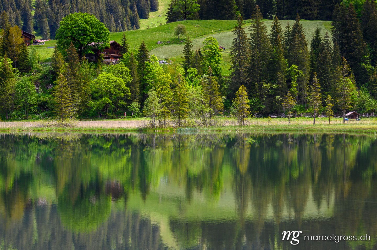 . reflection of trees and forest in Lauenensee, Bernese Oberland. Marcel Gross Photography