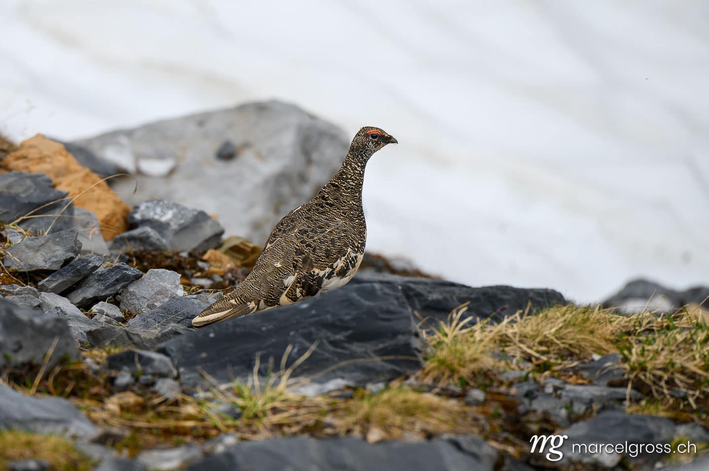 rock ptarmigan (Lagopus muta) in early summer in the Glarus Alps. (c) Marcel Gross Photography
