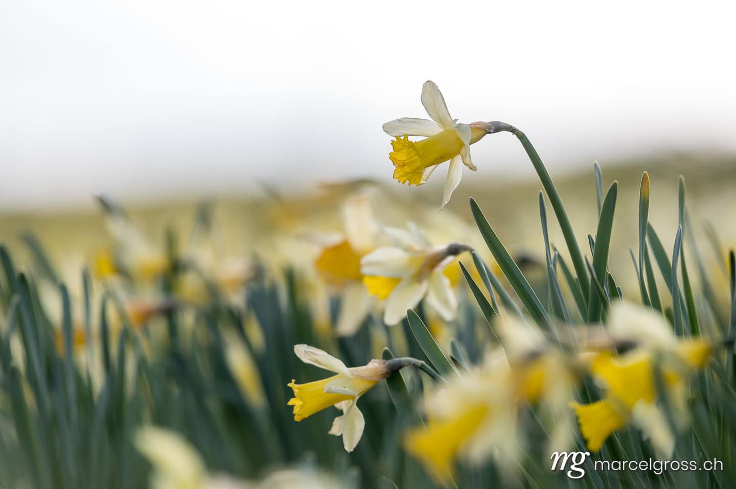 Jura Bilder. . Marcel Gross Photography