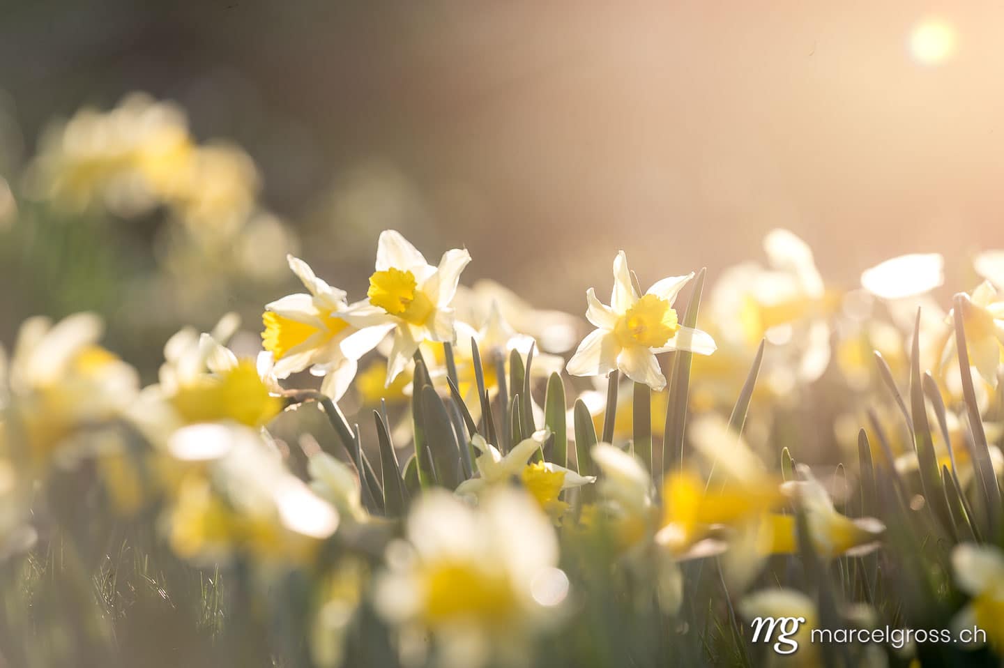 Frühlingsbilder Schweiz. . Marcel Gross Photography