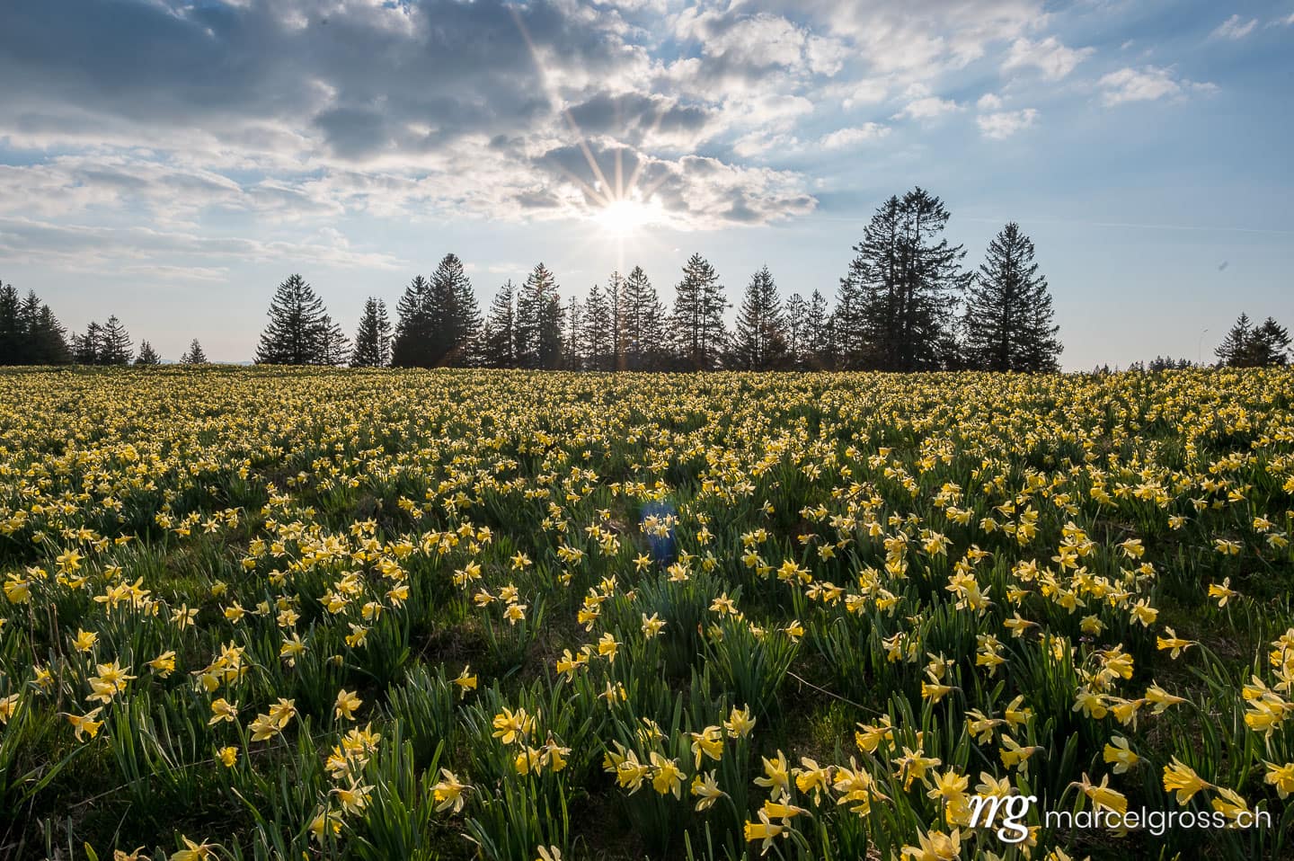 . Jura Narzisse im Sonnenuntergang. Marcel Gross Photography