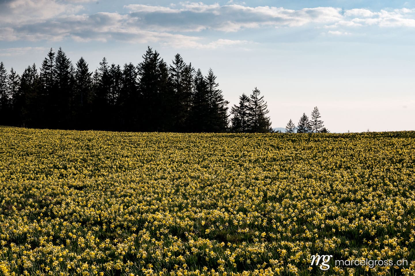 Jura Bilder. Jura Narzisse im Sonnenuntergang. Marcel Gross Photography