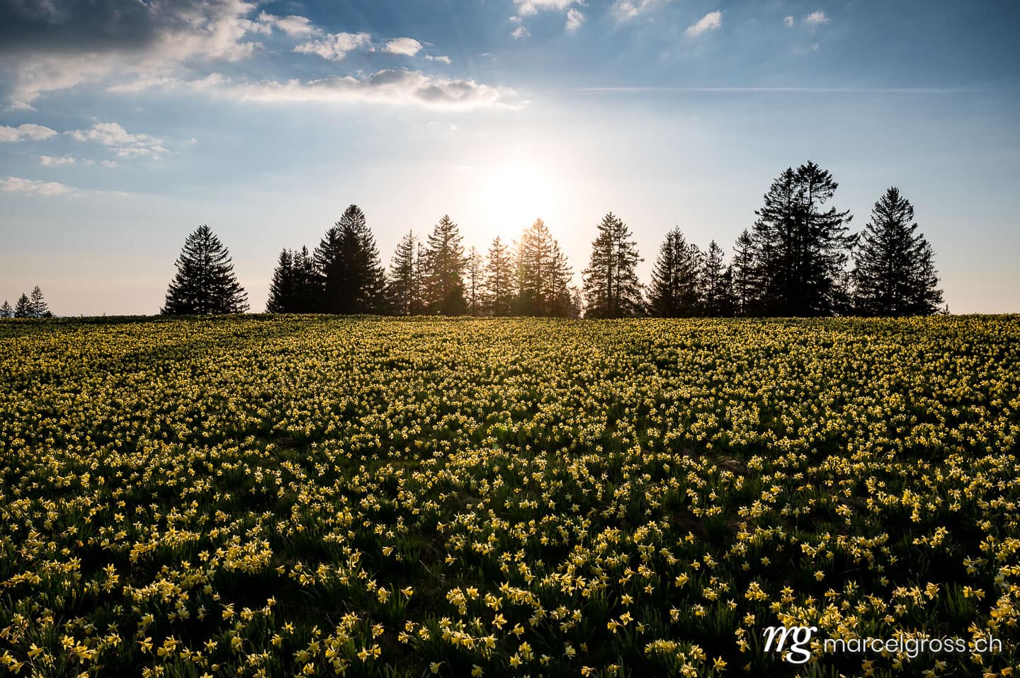 Jura Bilder. Jura Narzisse im Sonnenuntergang. Marcel Gross Photography