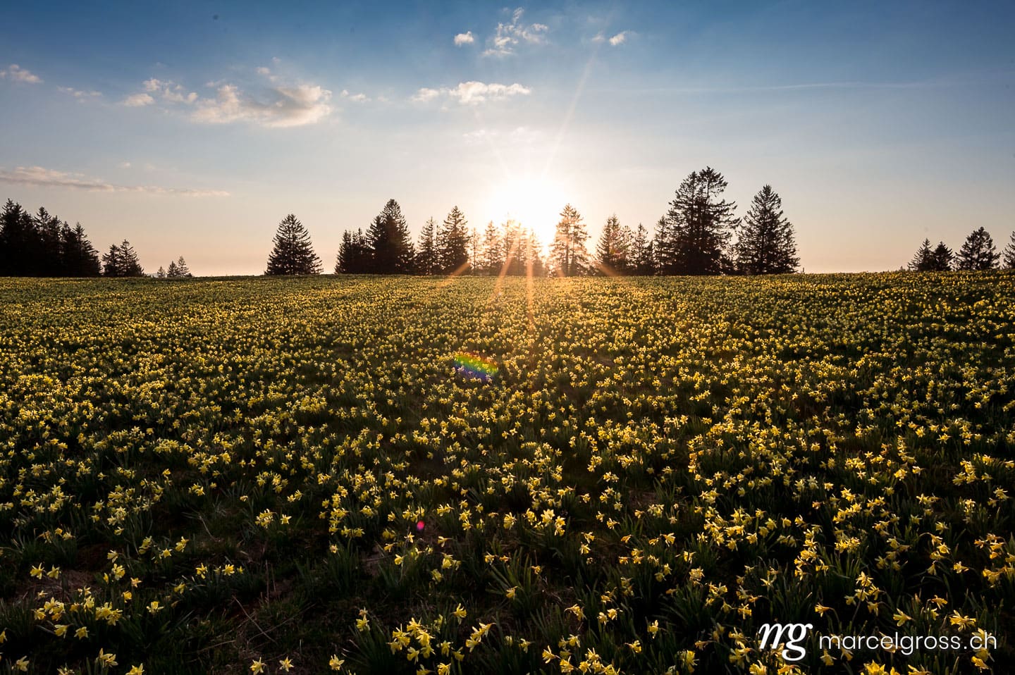 Frühlingsbilder Schweiz. Jura Narzisse im Sonnenuntergang. Marcel Gross Photography