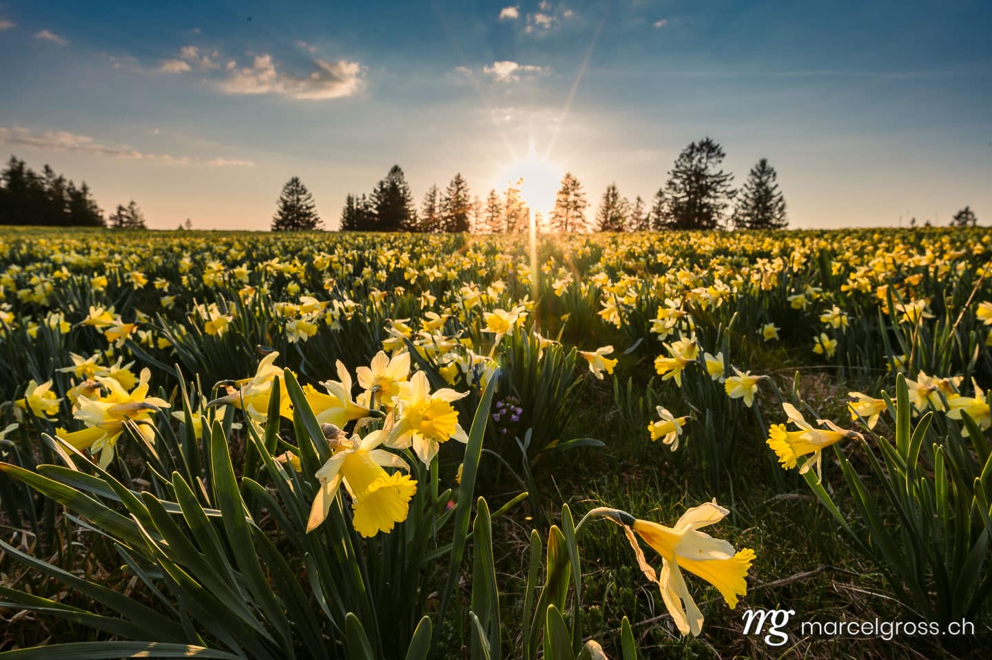 . Jura Narzisse im Sonnenuntergang. Marcel Gross Photography