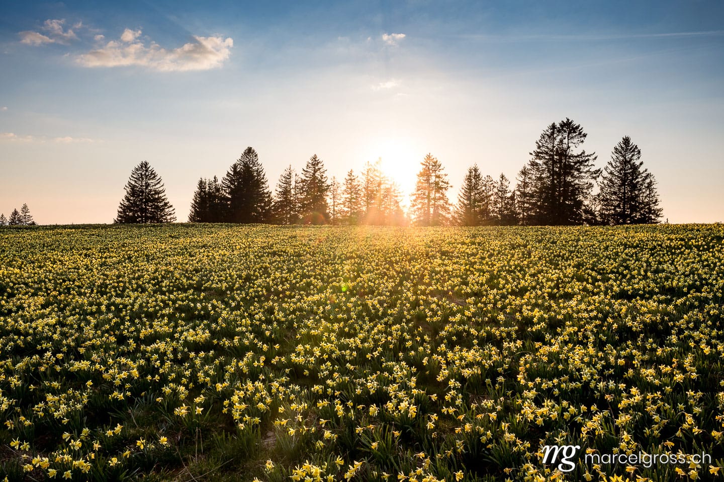 . Jura Narzisse im Sonnenuntergang. Marcel Gross Photography