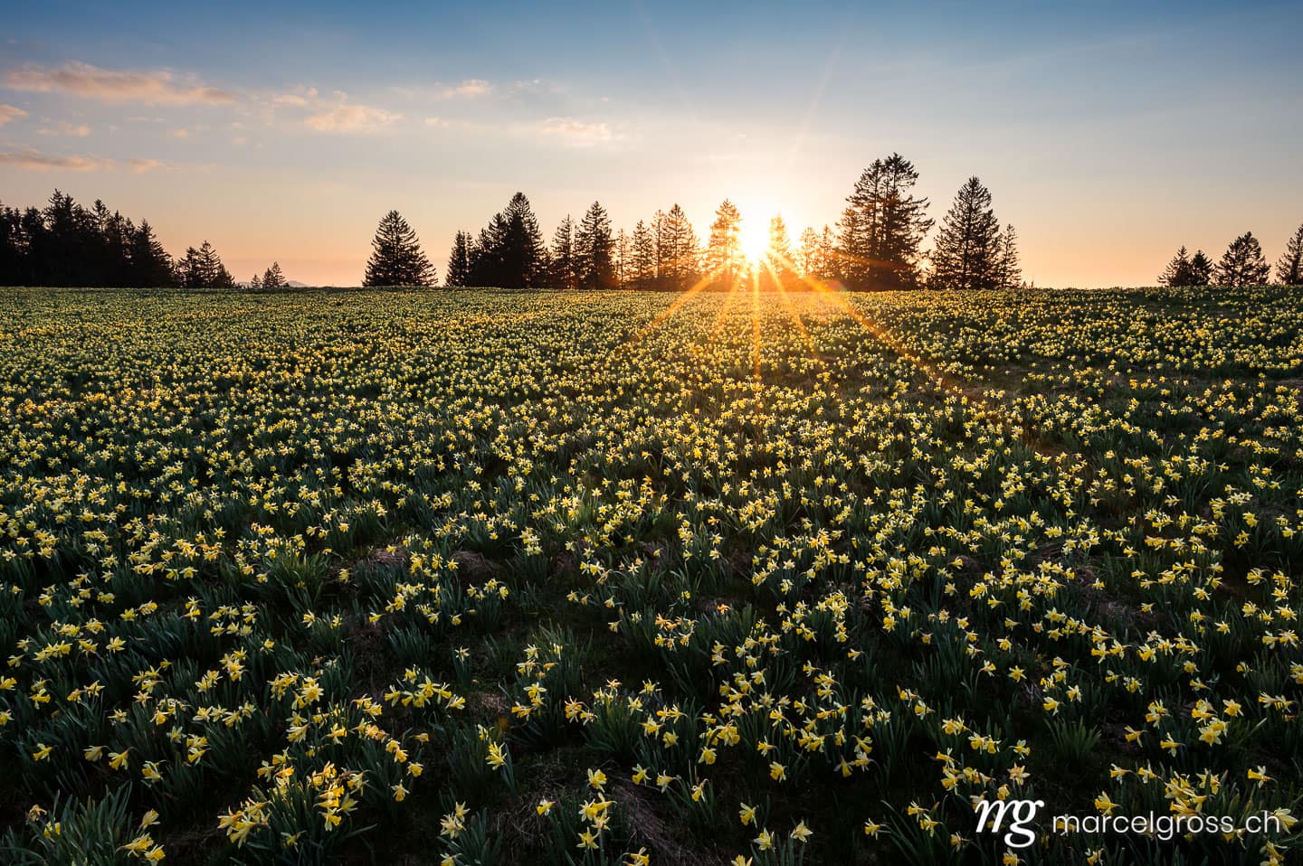 Frühlingsbilder Schweiz. Jura Narzisse im Sonnenuntergang. Marcel Gross Photography