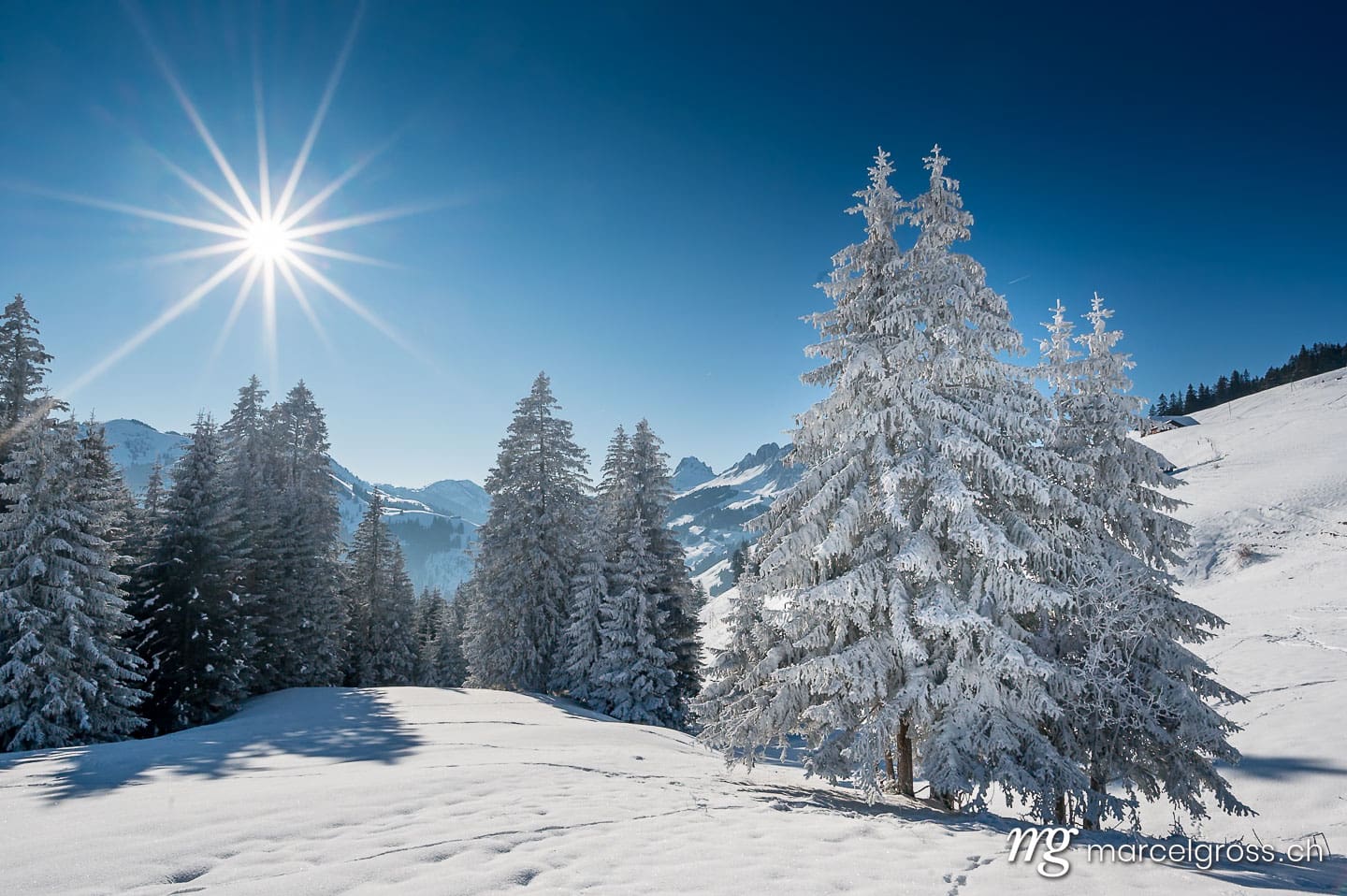 . wonderful white, snow covered fir tree in winter in the Bernese alps with sun star. Marcel Gross Photography