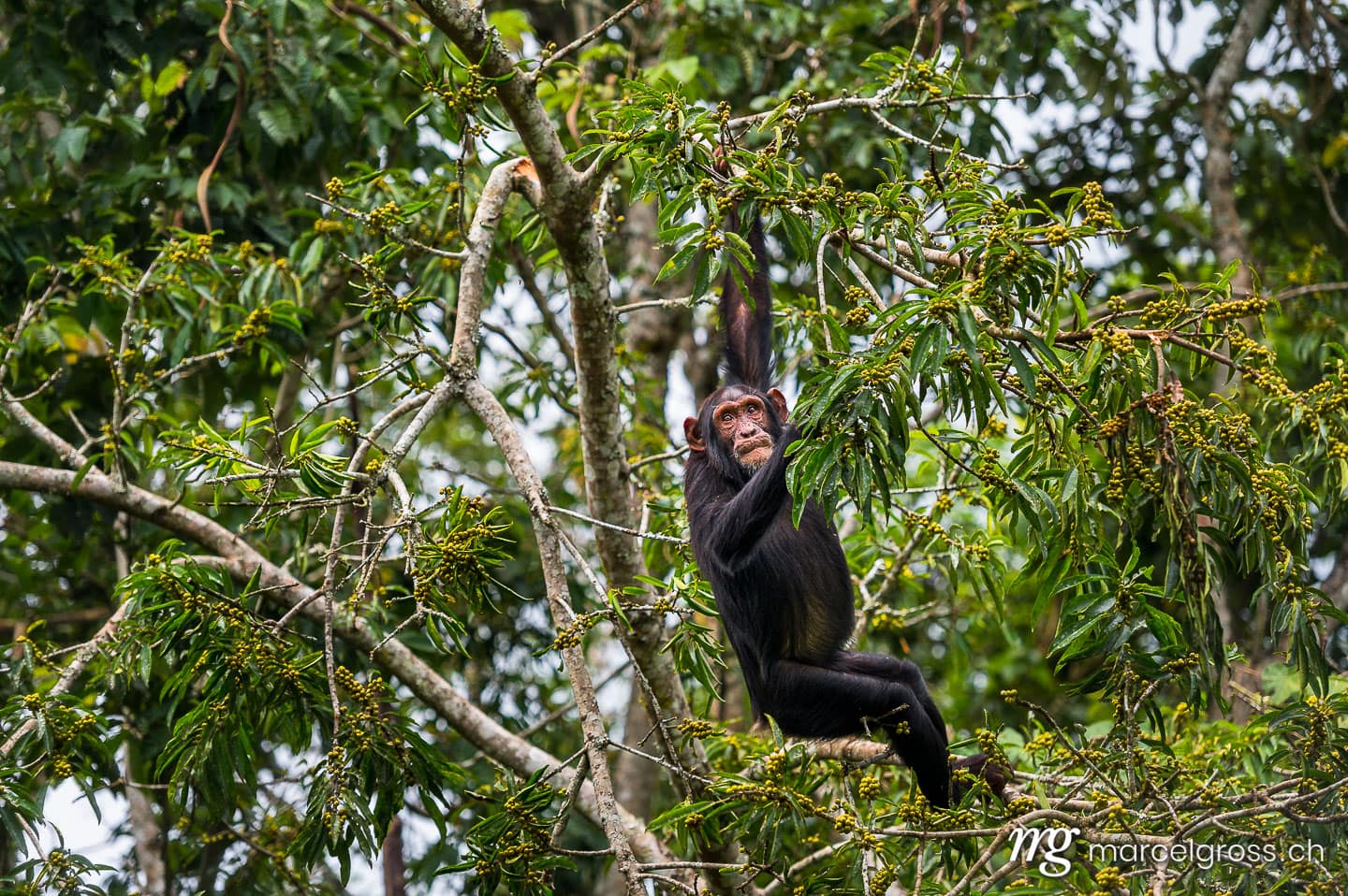 Uganda Bilder. chimpanzee hanging on a branch in Kibale Forest National Park. Marcel Gross Photography