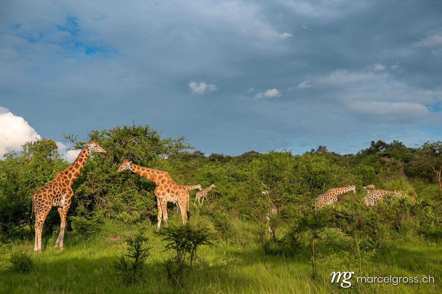 Uganda Bilder. giraffes in the savannah of Lake Mburo National Park, Uganda. Marcel Gross Photography