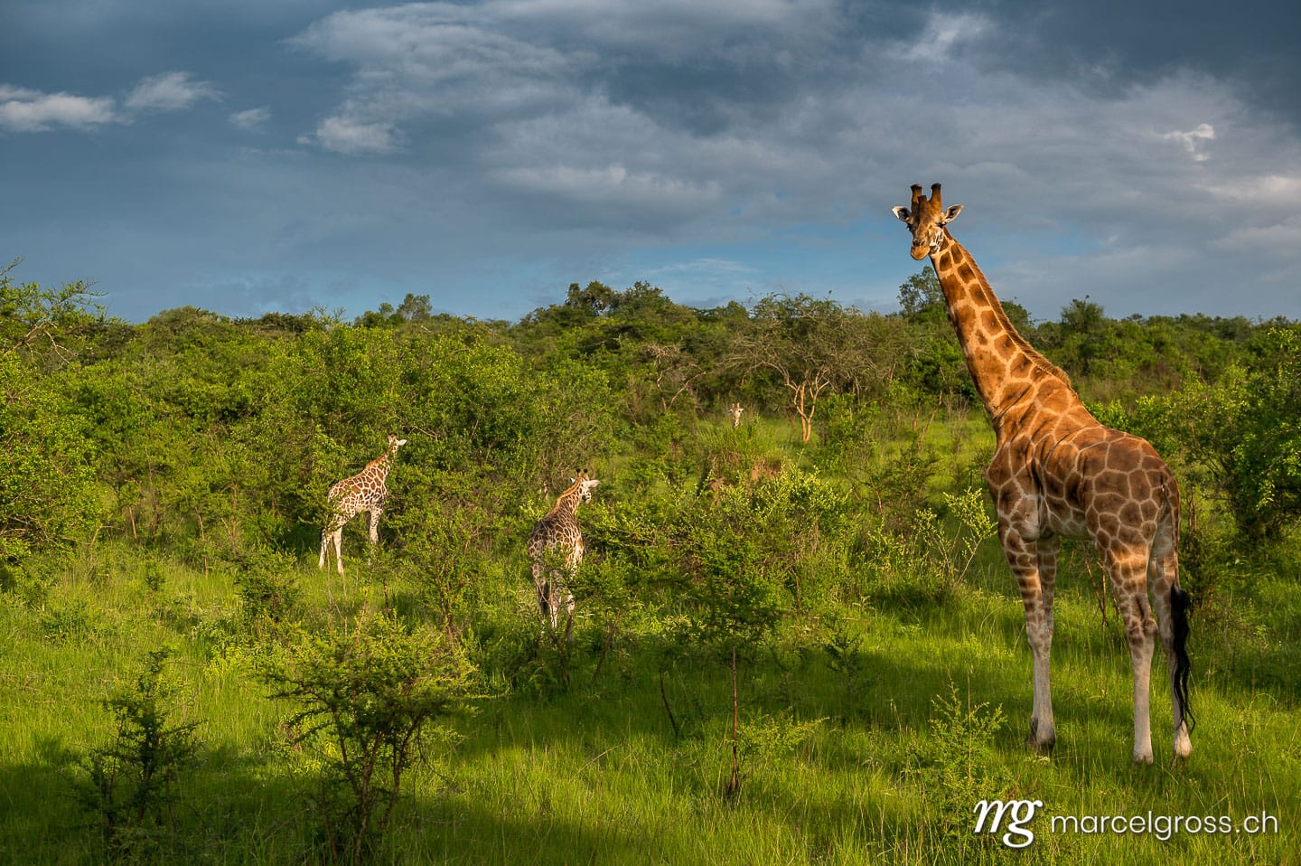 Uganda Bilder. giraffes in the savannah of Lake Mburo National Park, Uganda. Marcel Gross Photography