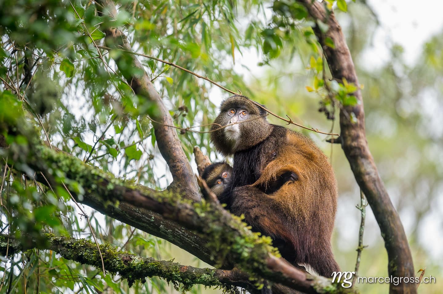 Uganda Bilder. golden monkey mother with baby (Cercopithecus kandti) in Mgahinga Gorilla National Park, Uganda. Marcel Gross Photography