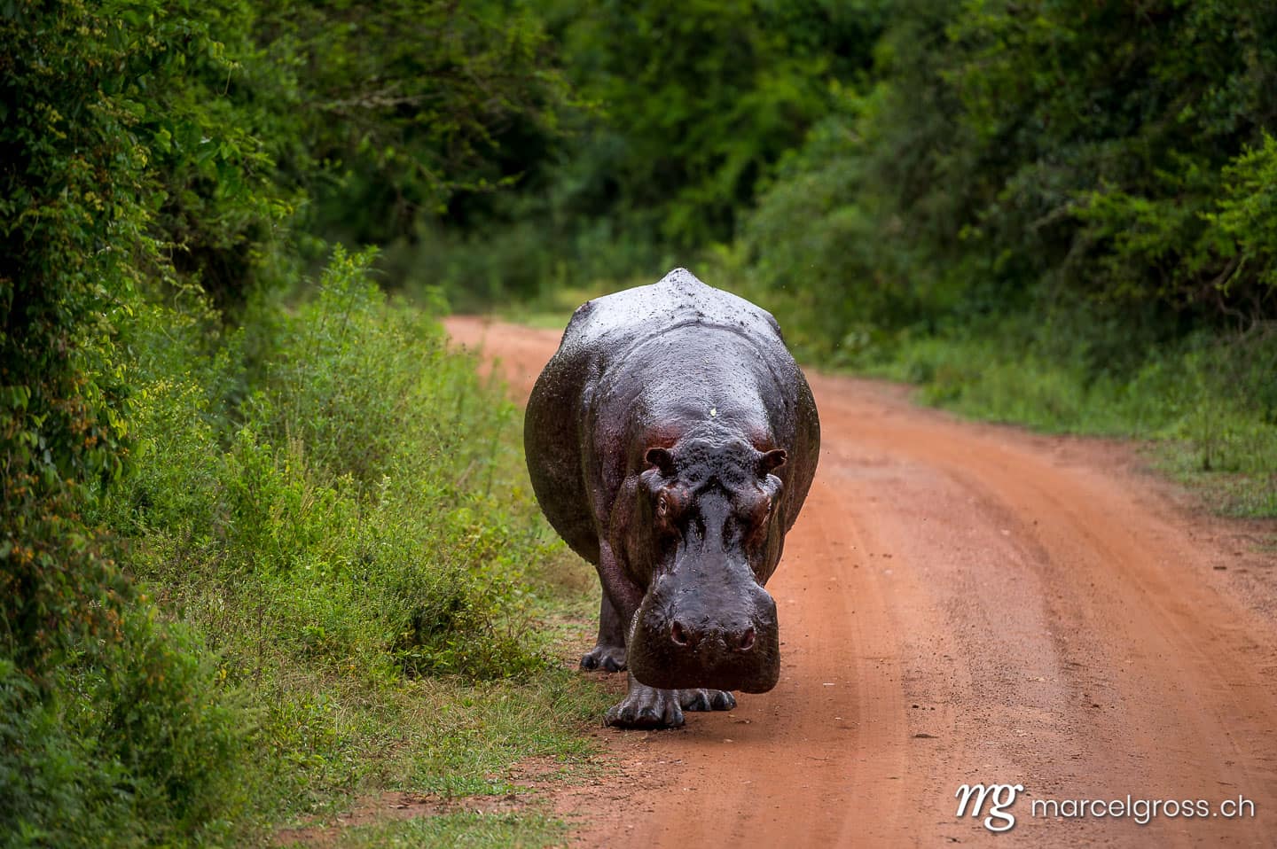 Uganda Bilder. giant hippo bull walking on the road. Marcel Gross Photography