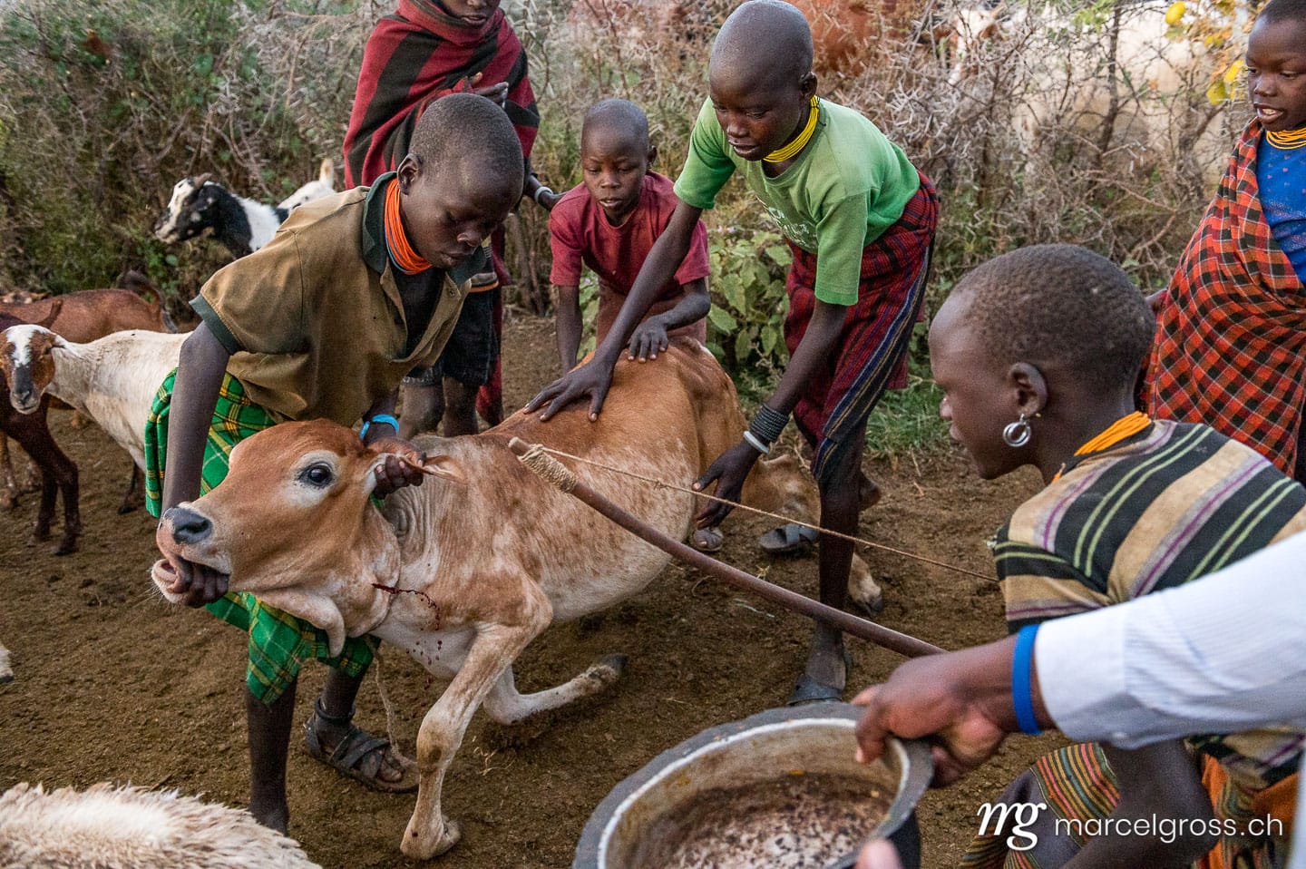 Uganda Bilder. saroi procedure (blood taking) from a cow by children of the karamajong tribe in the remote Karamojong Region of Uganda. Marcel Gross Photography