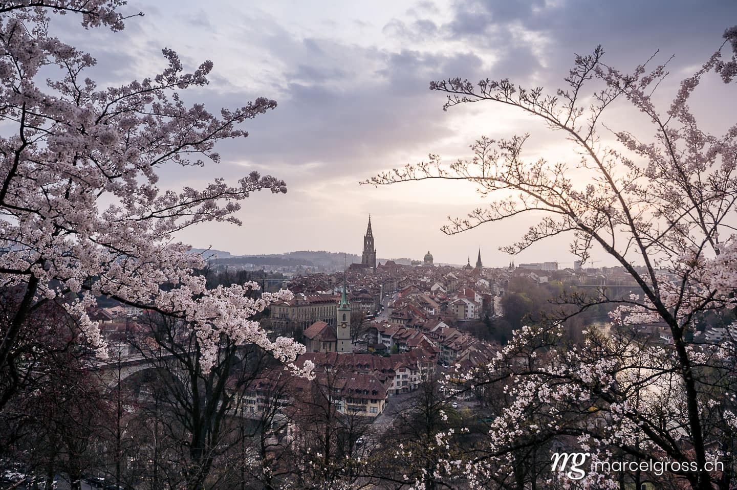 Bern Bilder. flowering cherry tree in front of the oldtown of Bern in spring. Marcel Gross Photography