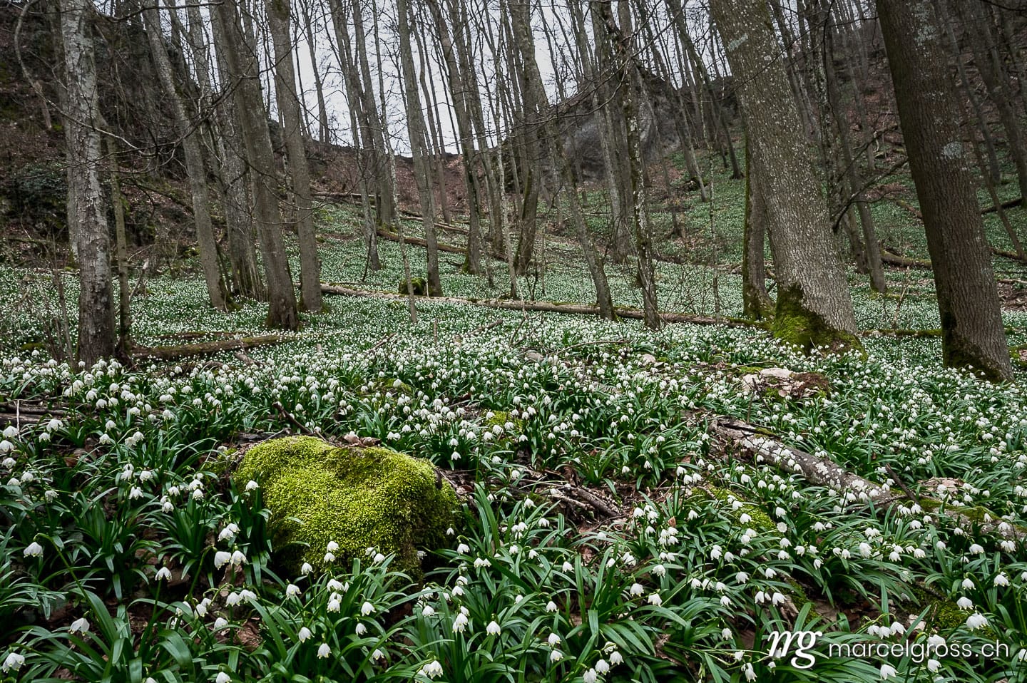 Frühlingsbilder Schweiz. moos covered rock surrounded by a field of wildgrowing spring snowflakes (german Märzenbecher, lat. Leucojum vernum) in a swiss forest. Marcel Gross Photography