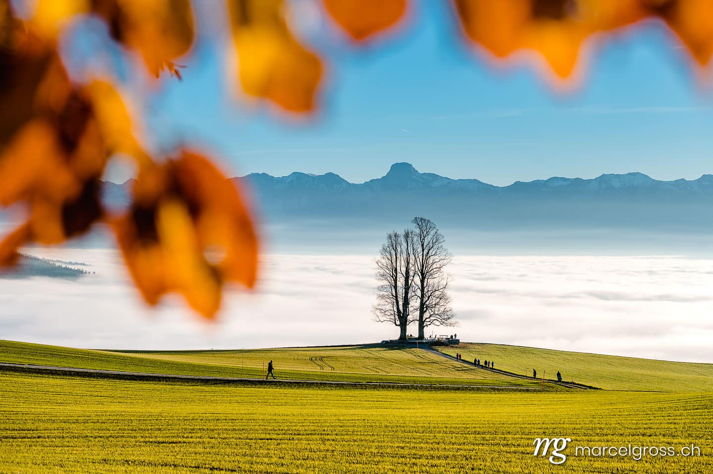 Herbstbild Schweiz. single tilia tree framed by autumn leaves with Stockhorn range in the background. Marcel Gross Photography